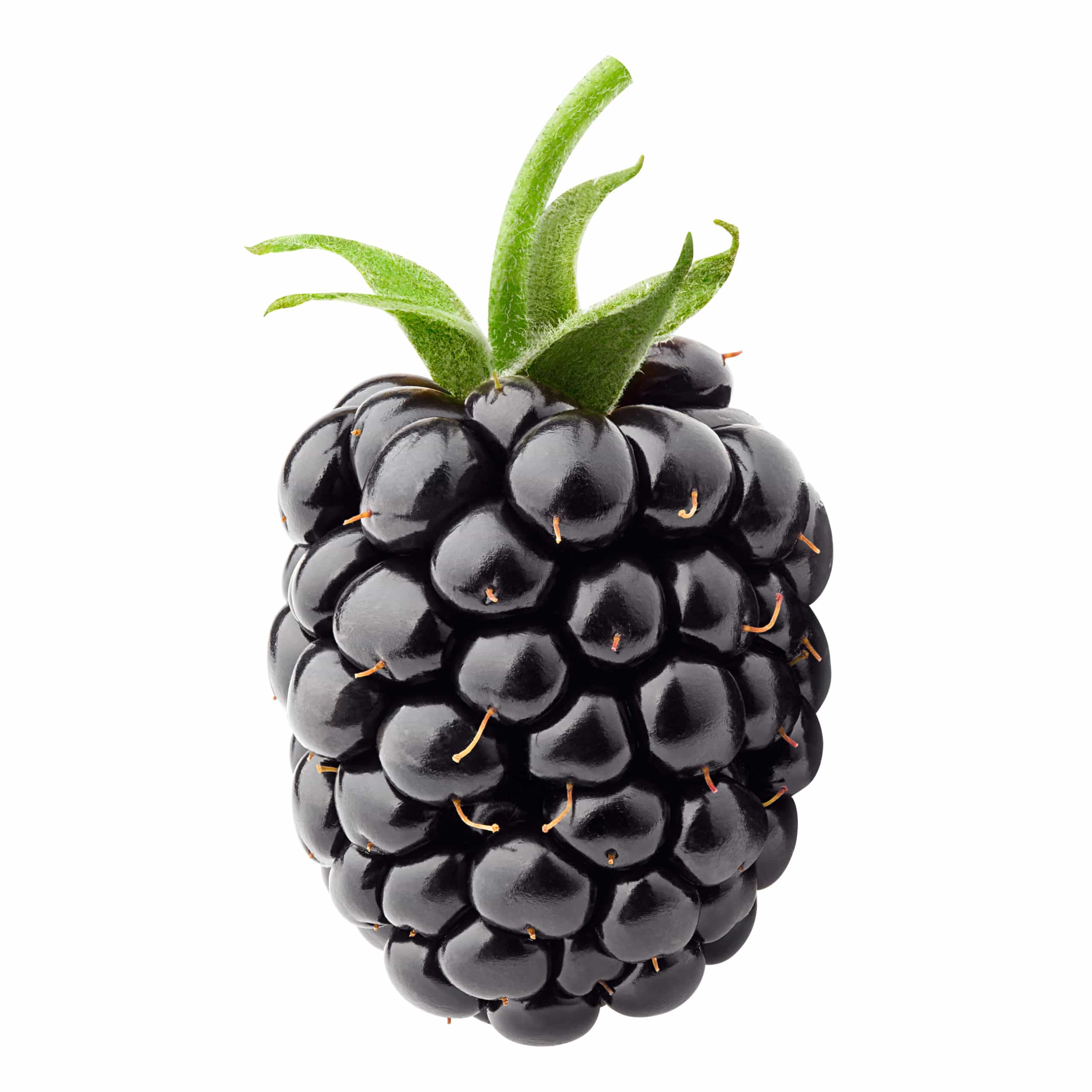 Soki jeżynowe – Sok z jeżyn 100% naturalny bez dodatku cukru – Lifeberry