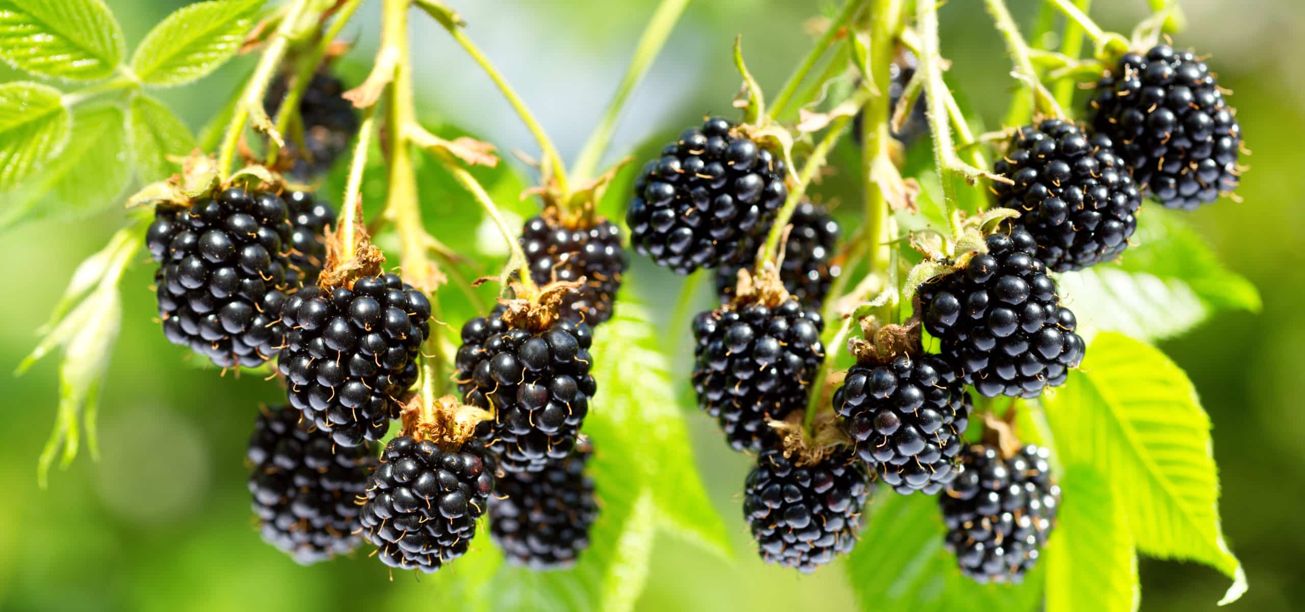 Soki jeżynowe – Sok z jeżyn 100% naturalny bez dodatku cukru – Lifeberry
