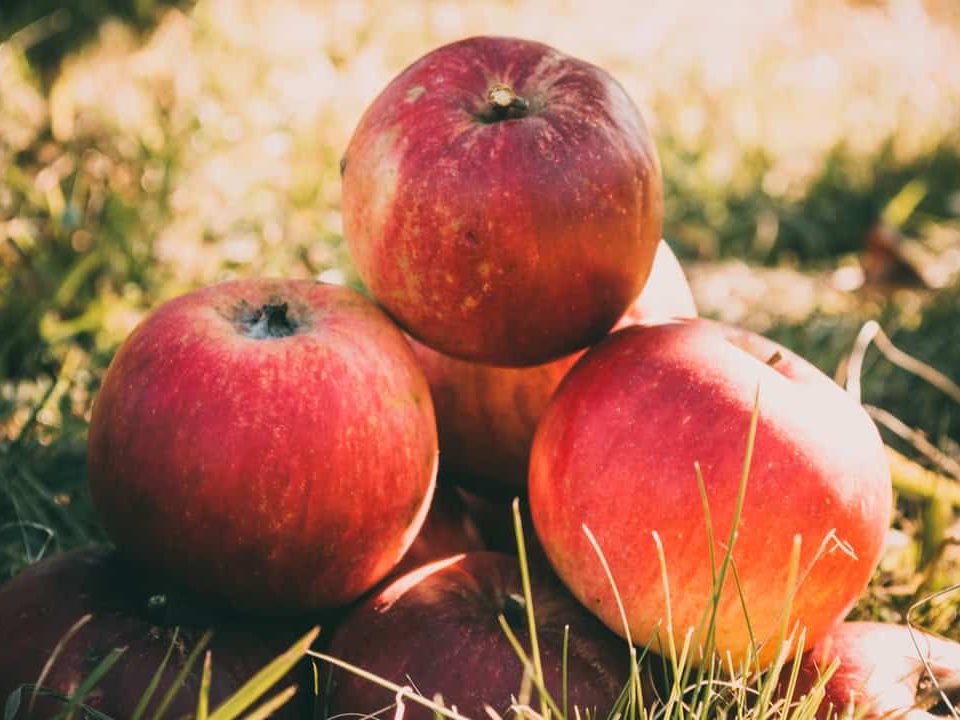 dlaczego warto jeść jabłka