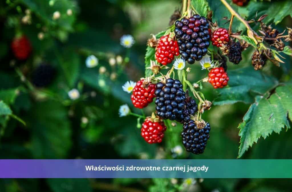 czarna jagoda właściwości zdrowotne