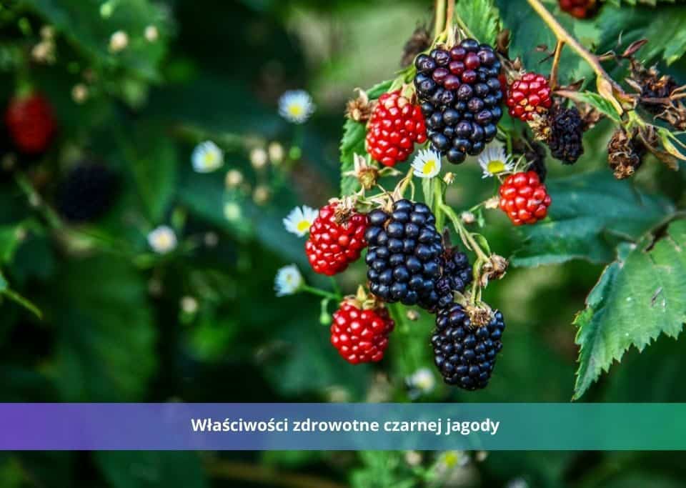 czarna jagoda właściwości zdrowotne